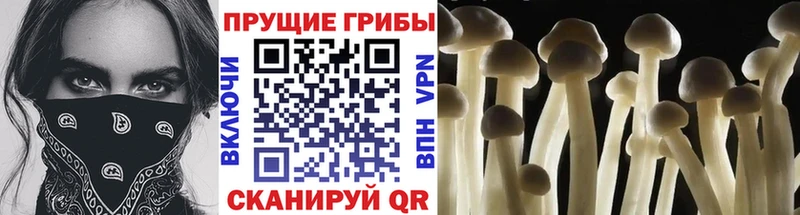 Галлюциногенные грибы Psilocybe  Купить закладки  Харовск 